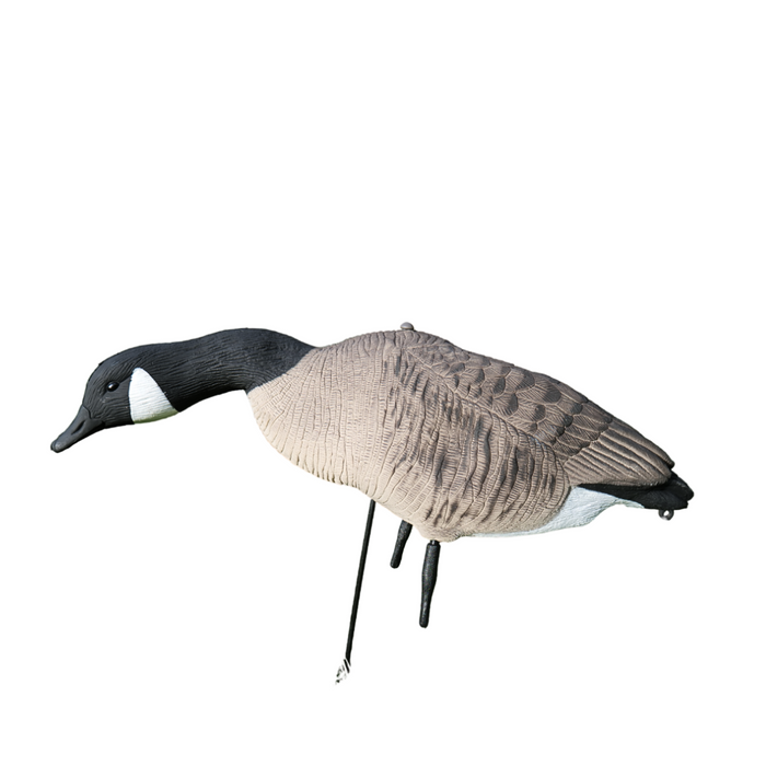 Fullkropps Kanadagäss 12 st - HuntElite