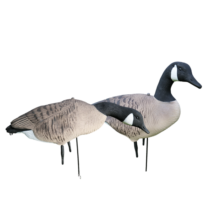 Fullkropps Kanadagäss 12 st - HuntElite