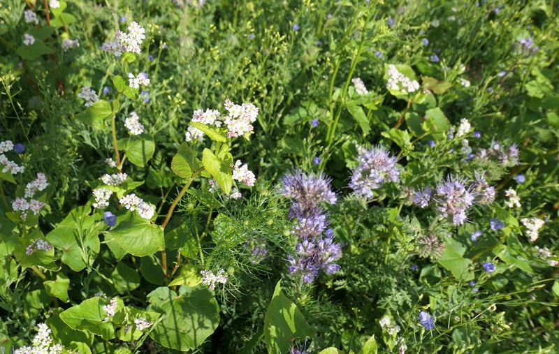 Viltblandning för fågel 2 kg