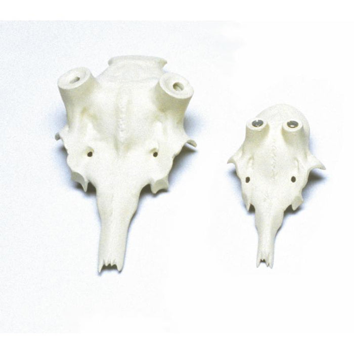 Pannskål dovhjort 35 mm