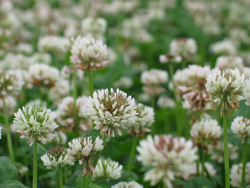 Vitklöver t. C 10kg - Liflex