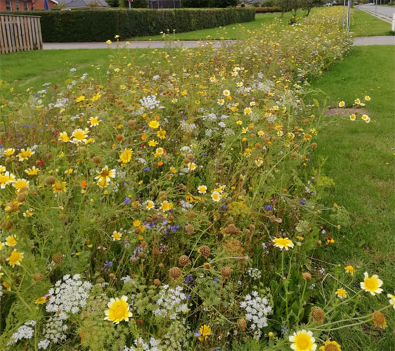 Wild Oak Mix en- och flerårig, 1 kg - DSV