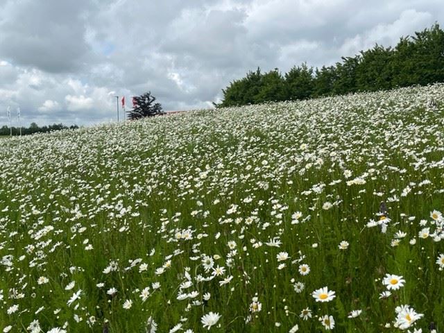 Wild Oak Mix en- och flerårig, 200 g - DSV