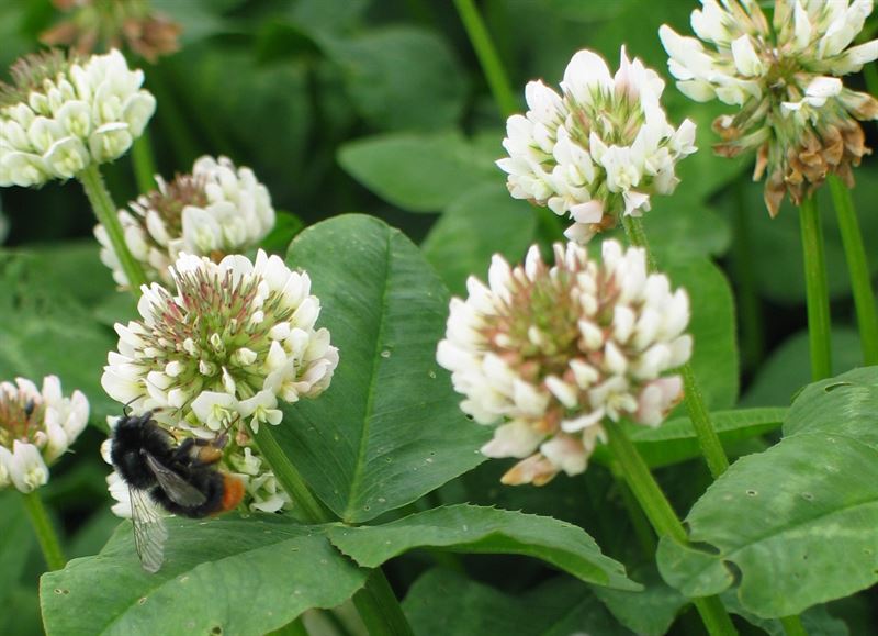 Vitklöver 2kg - AberCrest C