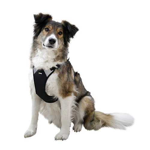 Hundsele Pulsive - Hals 36–50 cm - Bröst 46–60 cm – Kerbl