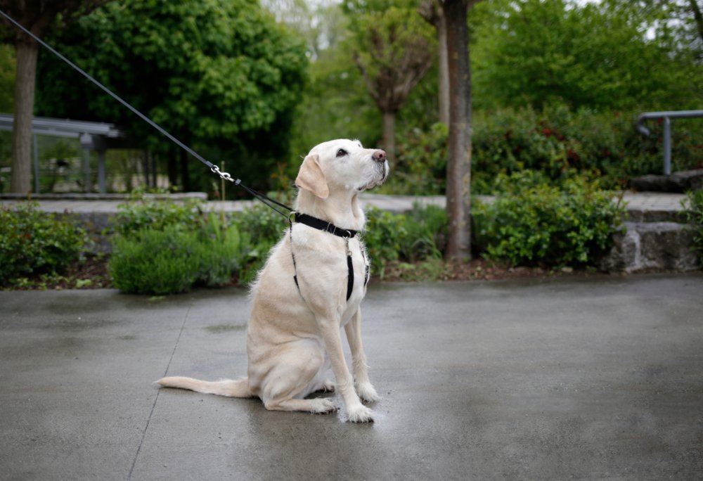 Hundsele Maxi Leader - Hals 25-30 cm – Kerbl