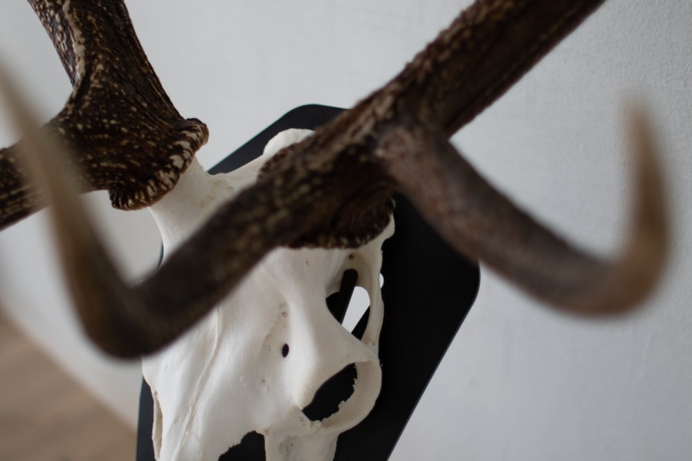 Golvstativ för kronhjort Svart - Torp Solution