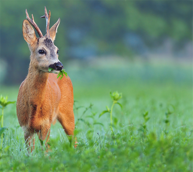 Viltblandning för hjort/hare/fågel - 2 kg